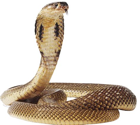 transparent snake image.